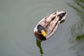 Male Mallard Duck in water portrait